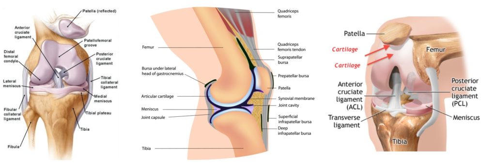 knee anatomy