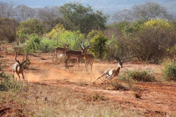 5-Day Wildlife Adventure - Mombasa